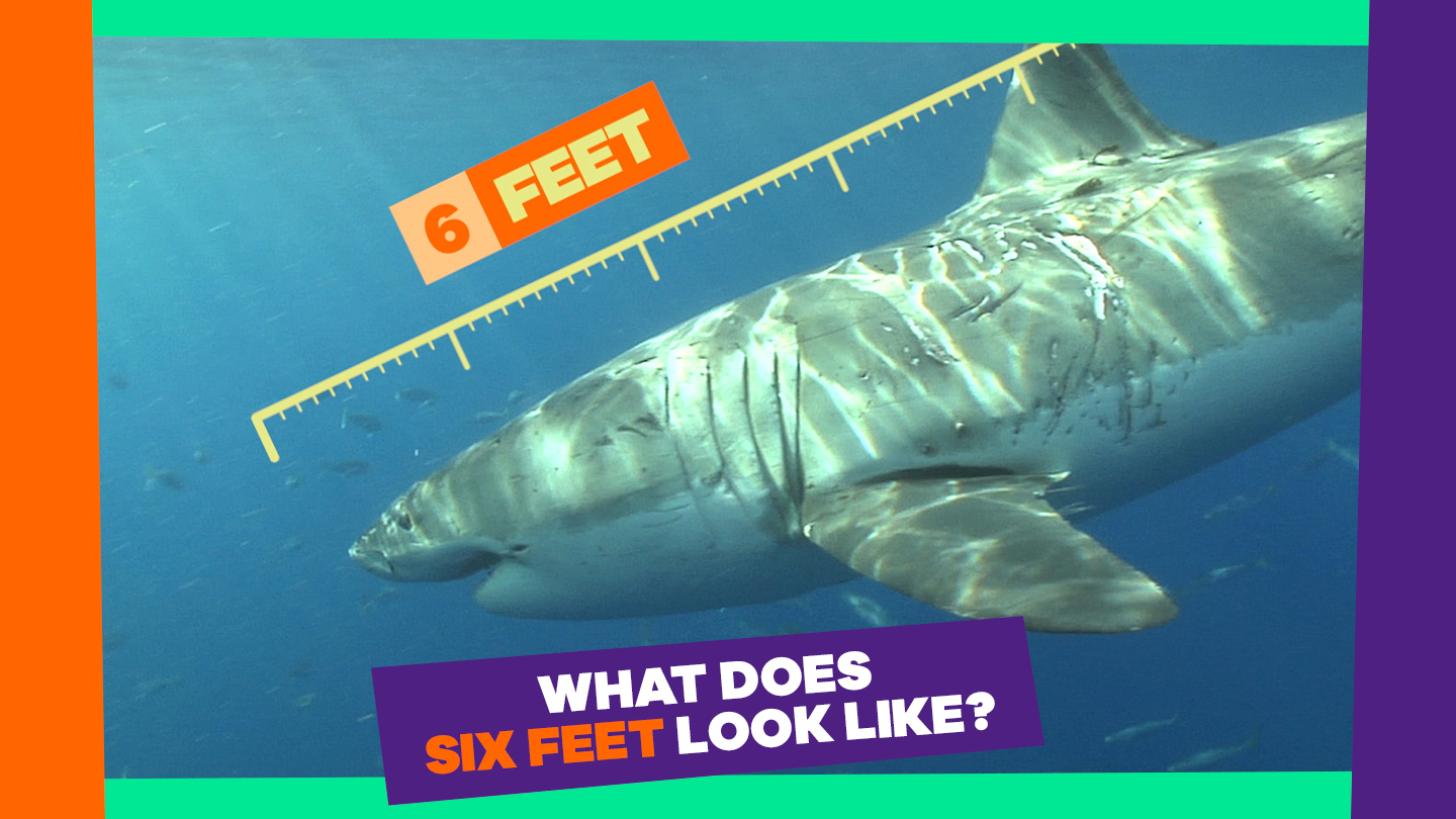 Title: What Does Six Feet Look Like? A shark swims in the ocean, with a six-foot measurement above it for reference.